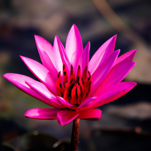 a vibrant lotus flower emerging from mur 512x512 74148681