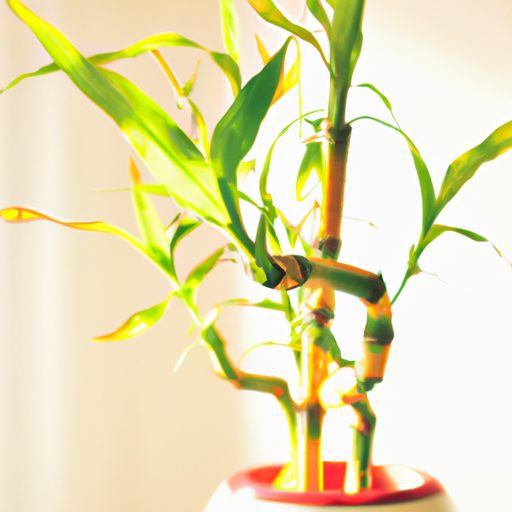 a vibrant lucky bamboo plant thriving ph 512x512 12731617