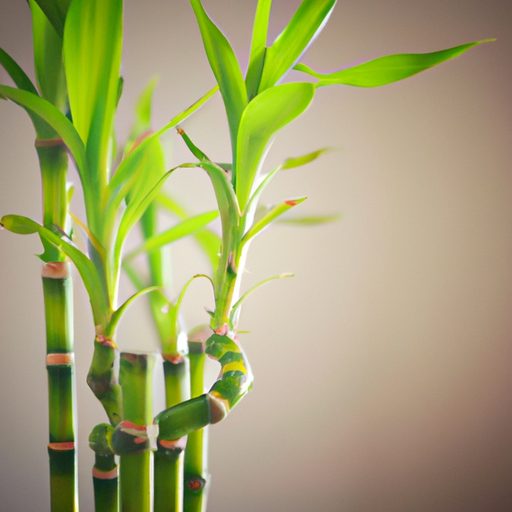 a vibrant lucky bamboo plant thriving ph 512x512 89061424