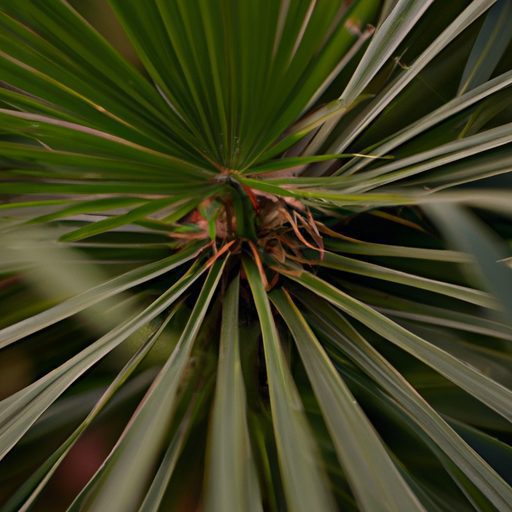 a vibrant majesty palm purifying toxins 512x512 25775429