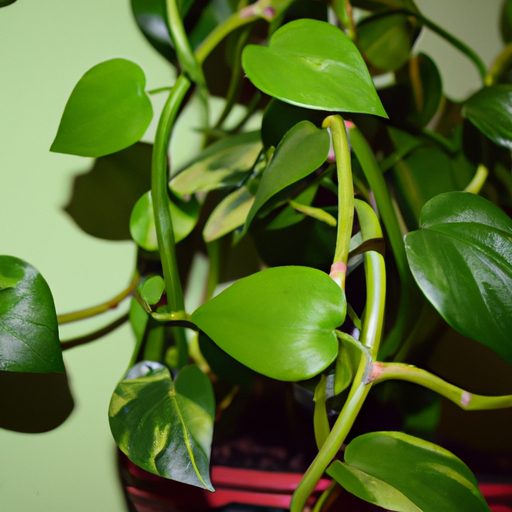 a vibrant money plant with braided trunk 512x512 11533692