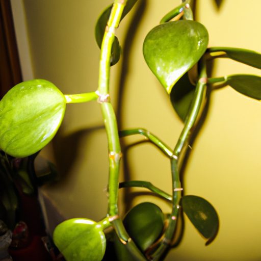 a vibrant money plant with braided trunk 512x512 22656254