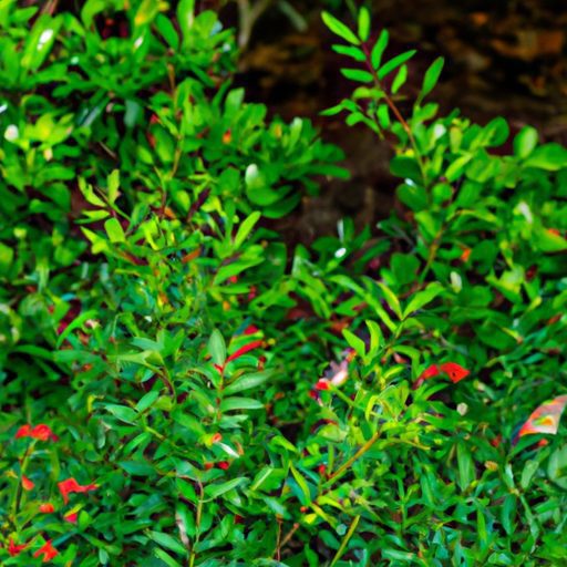 a vibrant nandina domestica bush buzzing 512x512 52451286