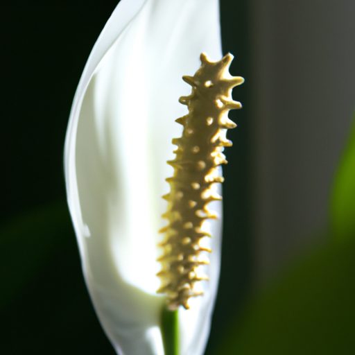 a vibrant peace lily basking in sunlight 512x512 62990063
