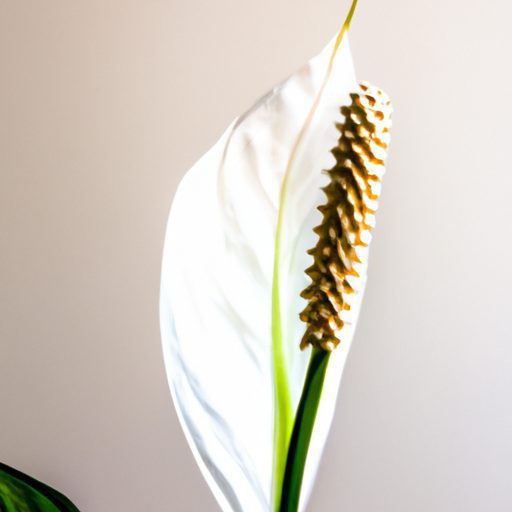 a vibrant peace lily blooming gracefully 512x512 21205264