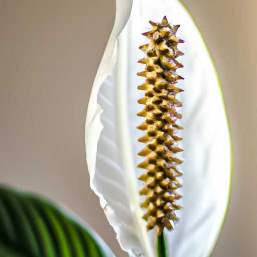 a vibrant peace lily blooming gracefully 512x512 54975069