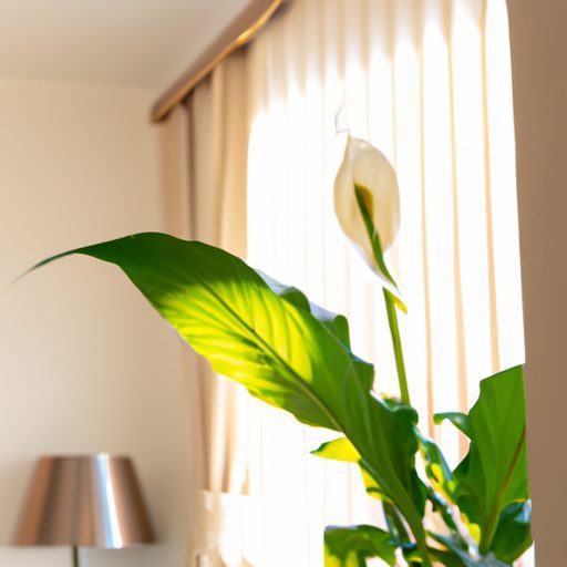 a vibrant peace lily in a modern living 512x512 46642238
