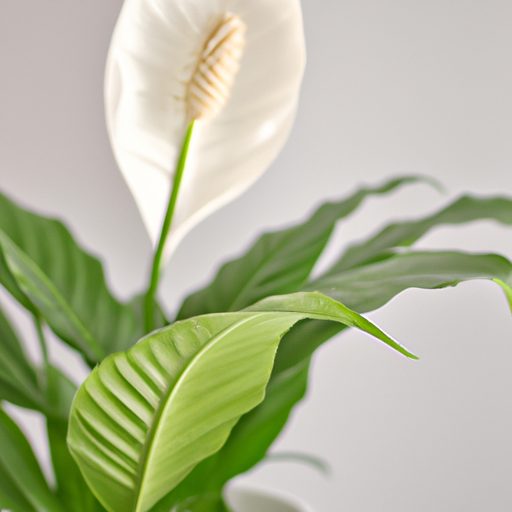 a vibrant peace lily in a modern white c 512x512 13953516
