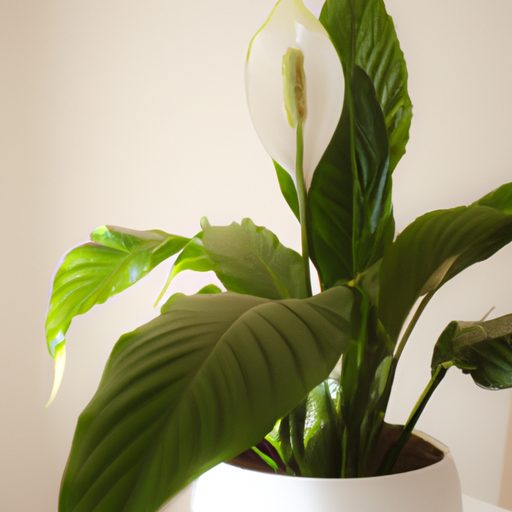 a vibrant peace lily in a modern white c 512x512 95189167