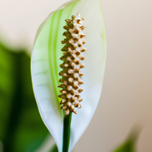 a vibrant peace lily in bloom photoreali 512x512 26932856