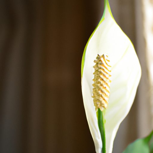 a vibrant peace lily plant blossoming ph 512x512 16801406
