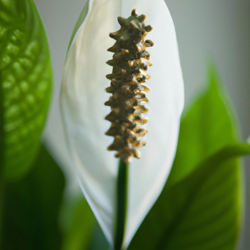 a vibrant peace lily plant blossoming ph 512x512 26710131