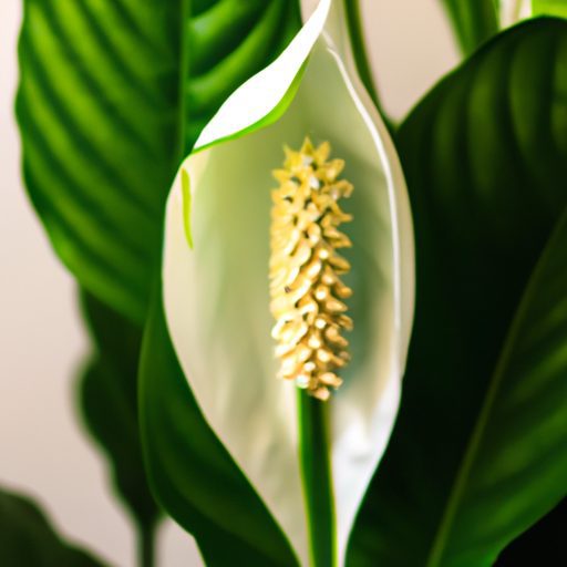 a vibrant peace lily plant blossoming ph 512x512 56045002
