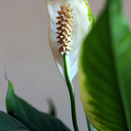 a vibrant peace lily plant blossoming ph 512x512 64676549