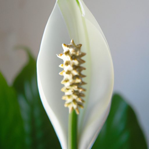 a vibrant peace lily purifying air photo 512x512 25806247