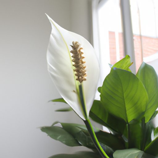 a vibrant peace lily thriving amidst a c 512x512 18809444