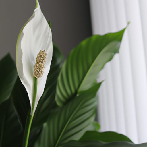 a vibrant peace lily thriving amidst a c 512x512 78361219