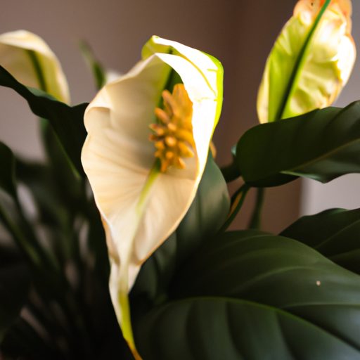 a vibrant peace lily thriving indoors ph 512x512 31323765