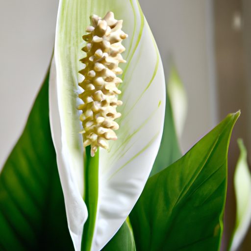 a vibrant peace lily thriving indoors ph 512x512 34061025