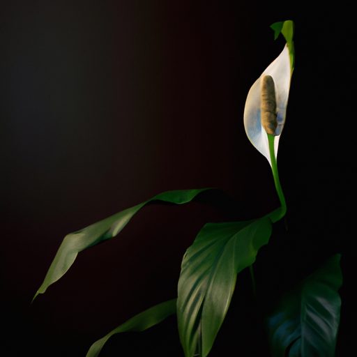 a vibrant peace lily with white flowers 512x512 69738687