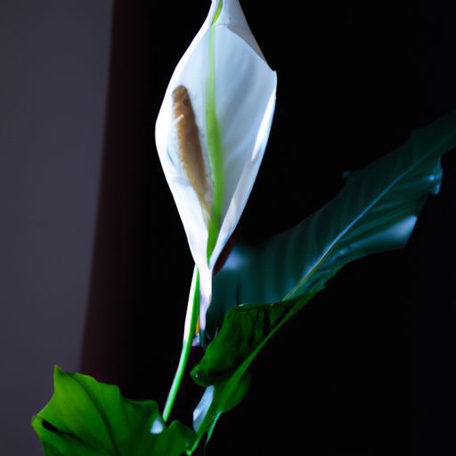 a vibrant peace lily with white flowers 512x512 91450251