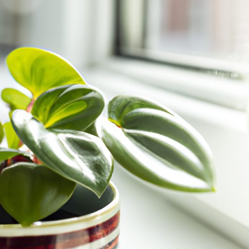 a vibrant peperomia plant in a stylishly 512x512 47000691