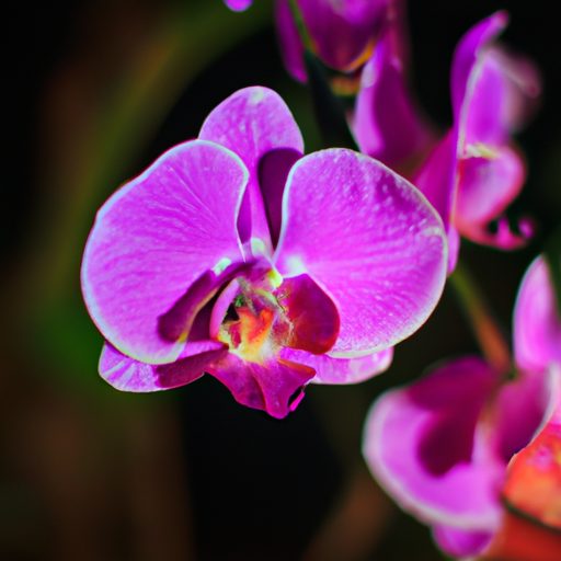 a vibrant phalaenopsis orchid in full bl 512x512 48173558