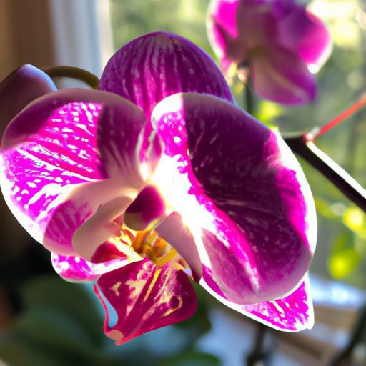 a vibrant phalaenopsis orchid with bloom 512x512 52687275