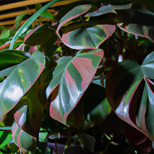 a vibrant philodendron cascading from a 512x512 53210403