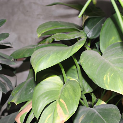 a vibrant philodendron plant hanging gra 512x512 24088416