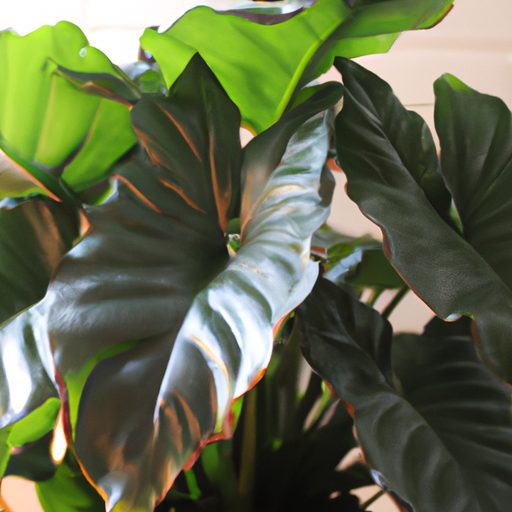 a vibrant philodendron plant thriving in 512x512 261858