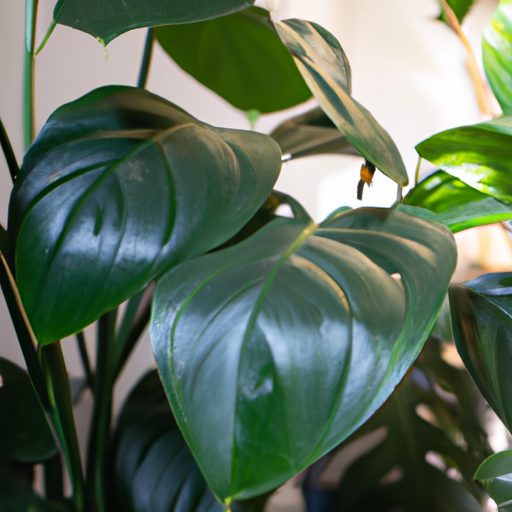 a vibrant philodendron plant thriving in 512x512 36533156