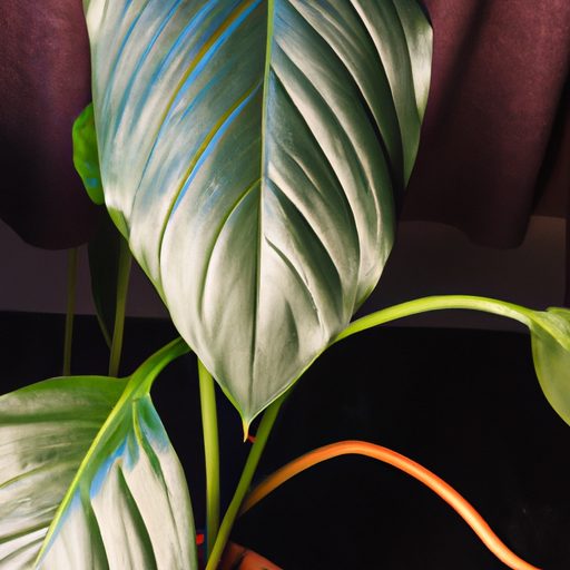 a vibrant philodendron plant thriving in 512x512 79002969