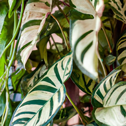 a vibrant philodendron vine with variega 512x512 48011091
