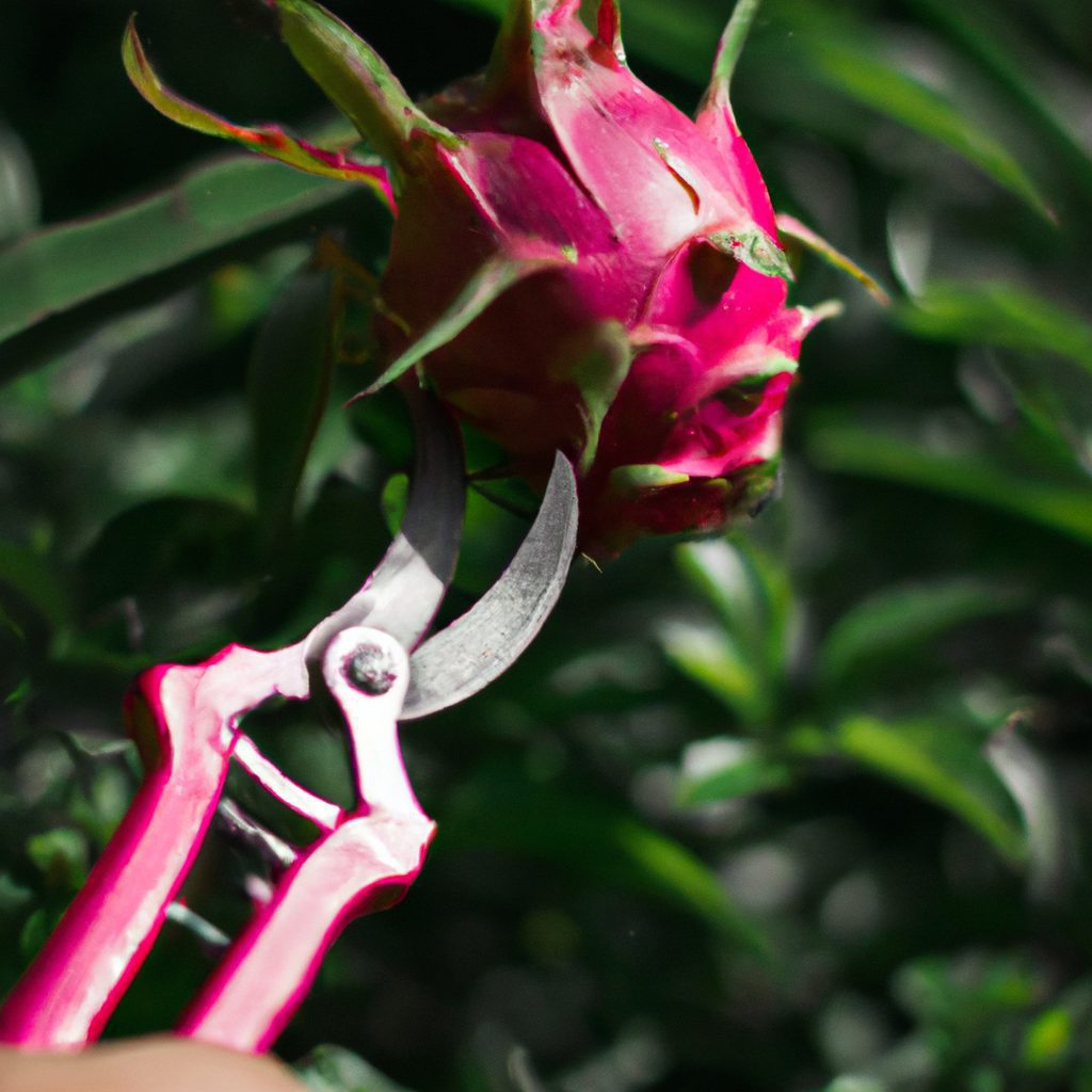 a vibrant pink dragon fruit being delica 1024x1024 77518724