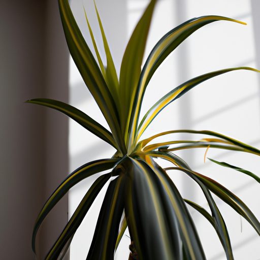 a vibrant ponytail palm thriving indoors 512x512 17166780