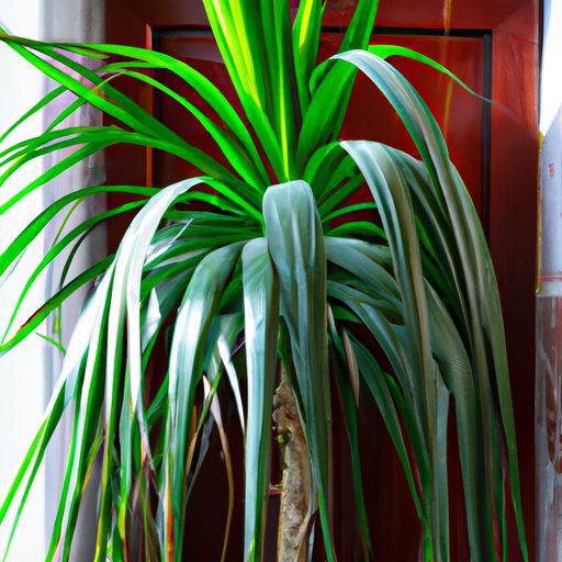 a vibrant ponytail palm thriving indoors 512x512 97432657
