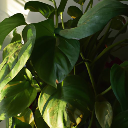 a vibrant pothos plant basking in sunlig 512x512 65875012