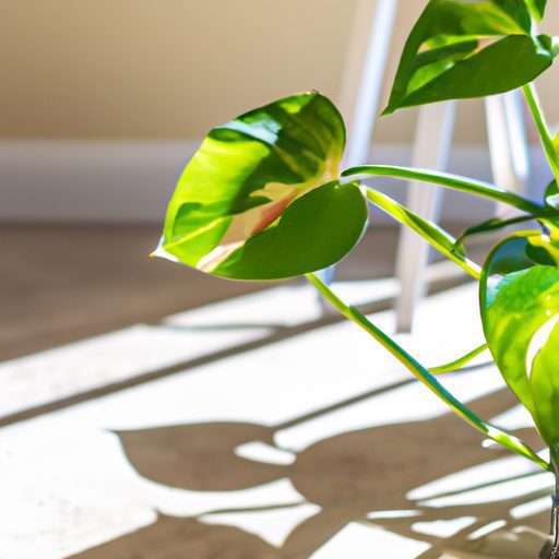 a vibrant pothos plant in a sunny living 512x512 250844