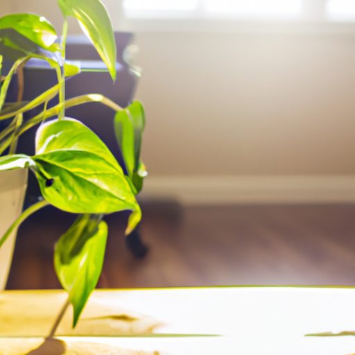 a vibrant pothos plant in a sunny living 512x512 26050755