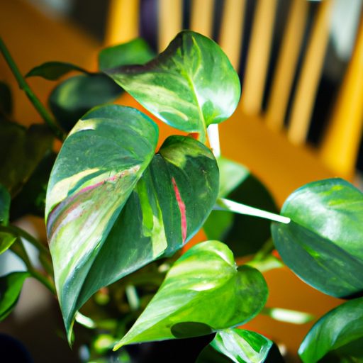 a vibrant pothos plant thriving indoors 512x512 9052633