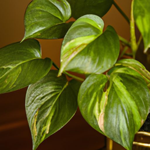 a vibrant pothos plant thriving indoors 512x512 92817408
