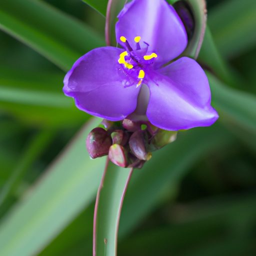 a vibrant purple spiderwort plant thrive 512x512 45766241