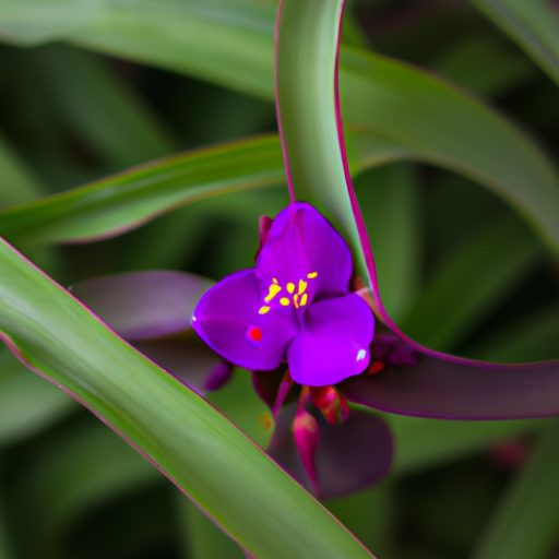 a vibrant purple spiderwort plant thrive 512x512 46122789