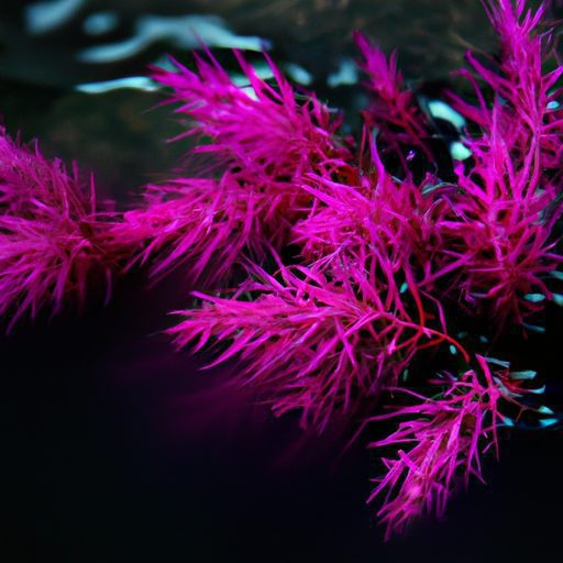a vibrant red aquatic plant glows photor 512x512 64893831
