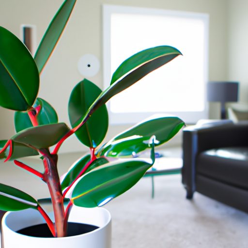 a vibrant rubber plant in a modern livin 512x512 43475363