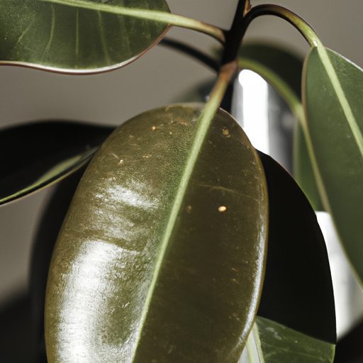 a vibrant rubber plant purifying air pho 512x512 22793486
