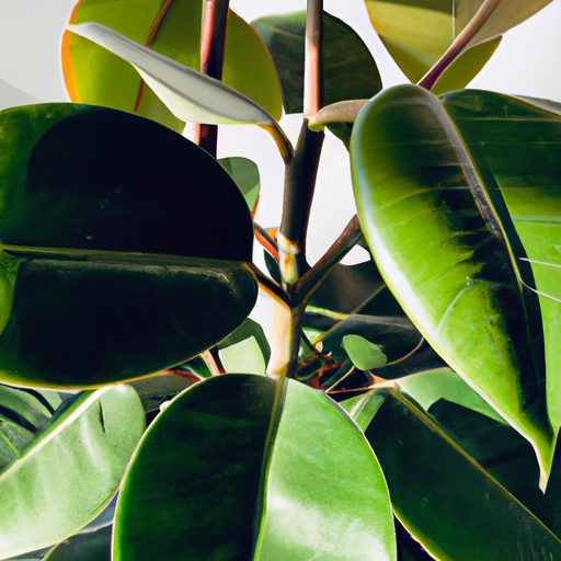 a vibrant rubber plant thriving indoors 512x512 76649340