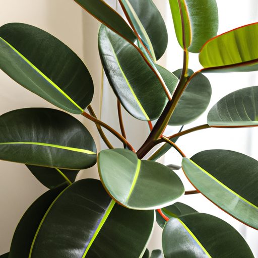 a vibrant rubber plant with glossy spraw 512x512 44945769