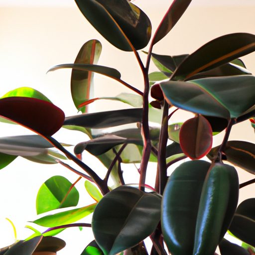a vibrant rubber plant with glossy spraw 512x512 7167753